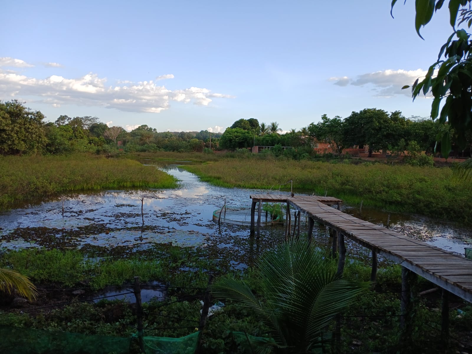 Crescimento de plantas aquáticas ameaça barragem de Caraíbas
