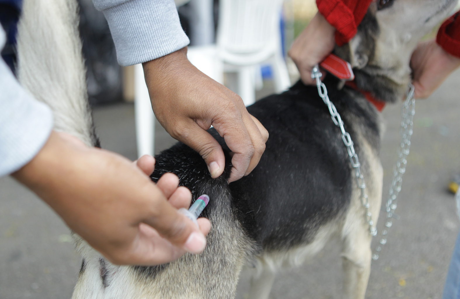 Vacinação antirrábica acontece em Caraíbas e Alto da Macambira dia 10 de setembro
