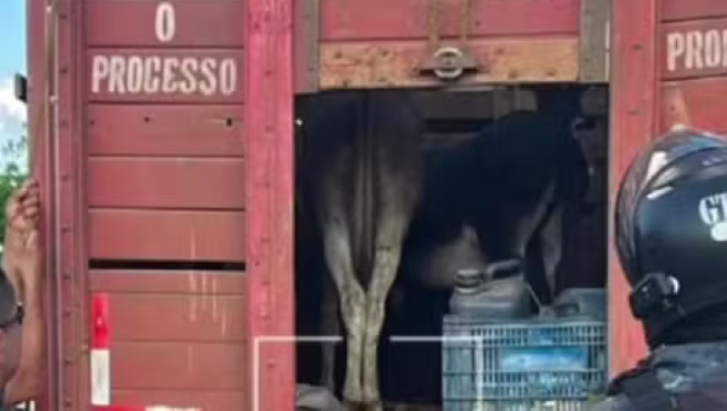 Piauienses são presos suspeitos de furtar jumentos para vender como carne bovina