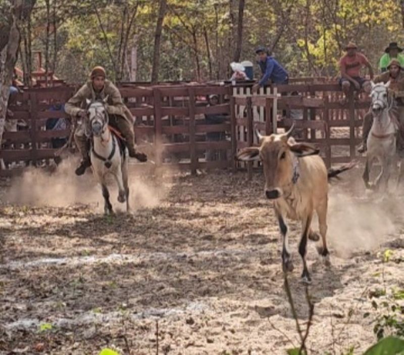 Pega de Boi no Mato da Fazenda R Lima chega à 10ª edição em Batalha