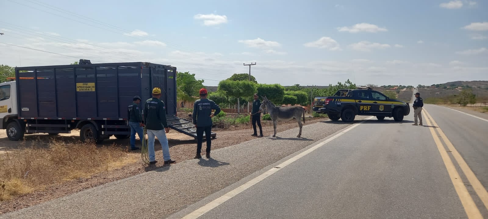 PRF inicia operação para retirar animais soltos em rodovias no Piauí