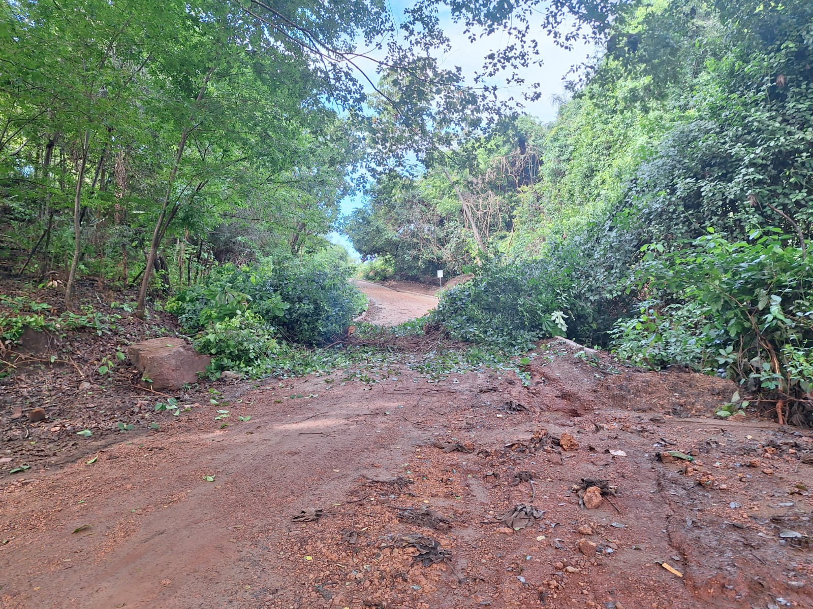 Árvore cai e bloqueia parcialmente estrada na localidade Marinheiro