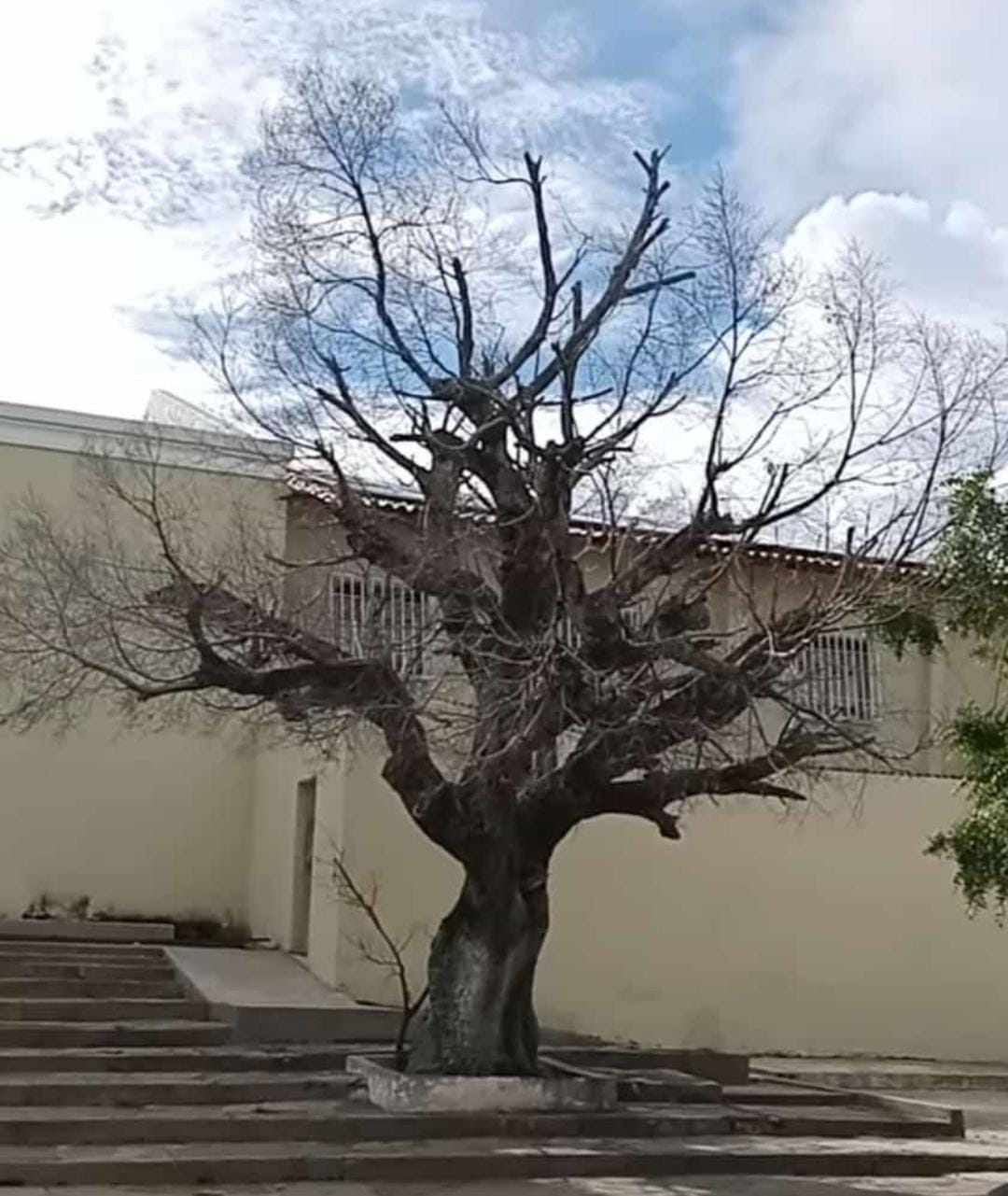 O adeus doloroso, vergonhoso e revoltante a nossa figueira da matriz!