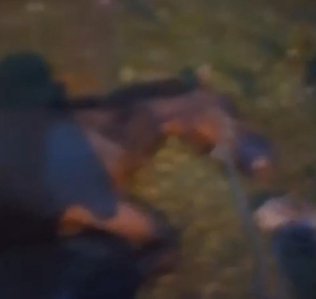 Editorial | Quando a violência contra um animal vira um alerta para todos