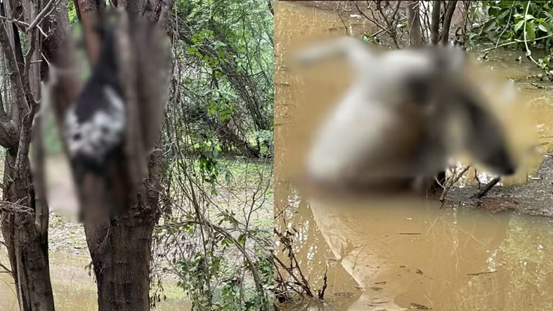 Criador perde 60 ovelhas e estima prejuízo de R$ 100 mil