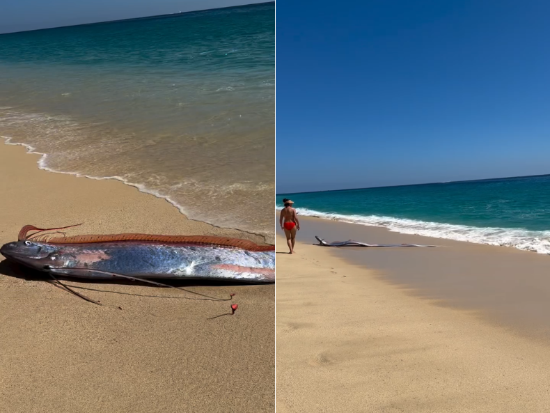 “Peixe do fim do mundo”: dois peixes-remo aparecem em praia do México