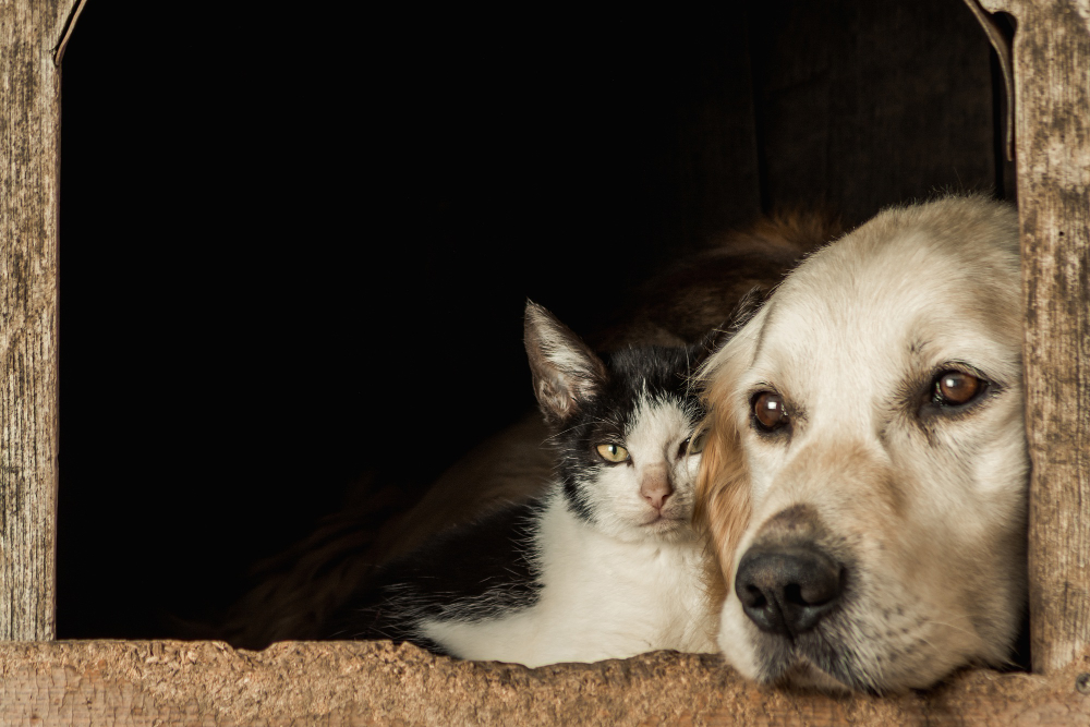 Câmara aprova suspensão da CNH para quem usar veículo para abandonar animais